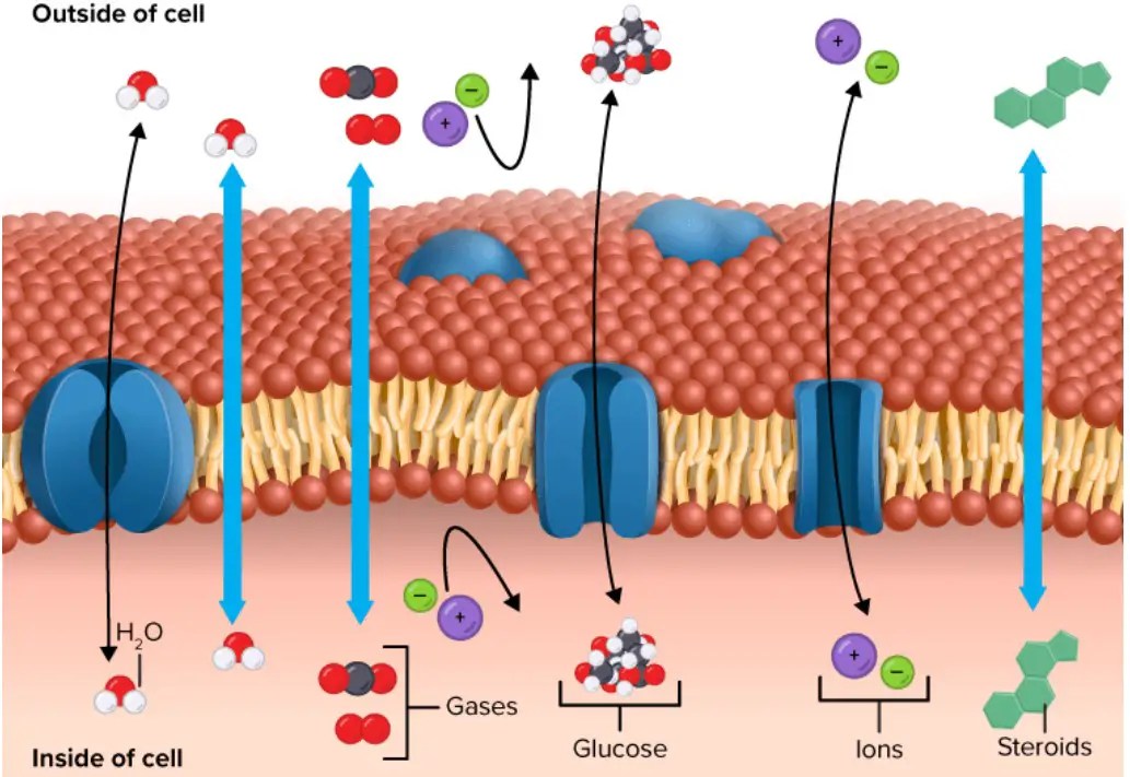 Passive Transport Definition, Types, Examples Biology Notes Online