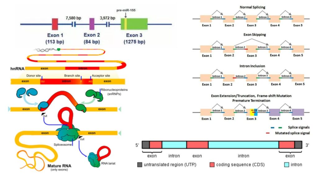 Exon Definition, Types, Structure, Functions Biology Notes Online
