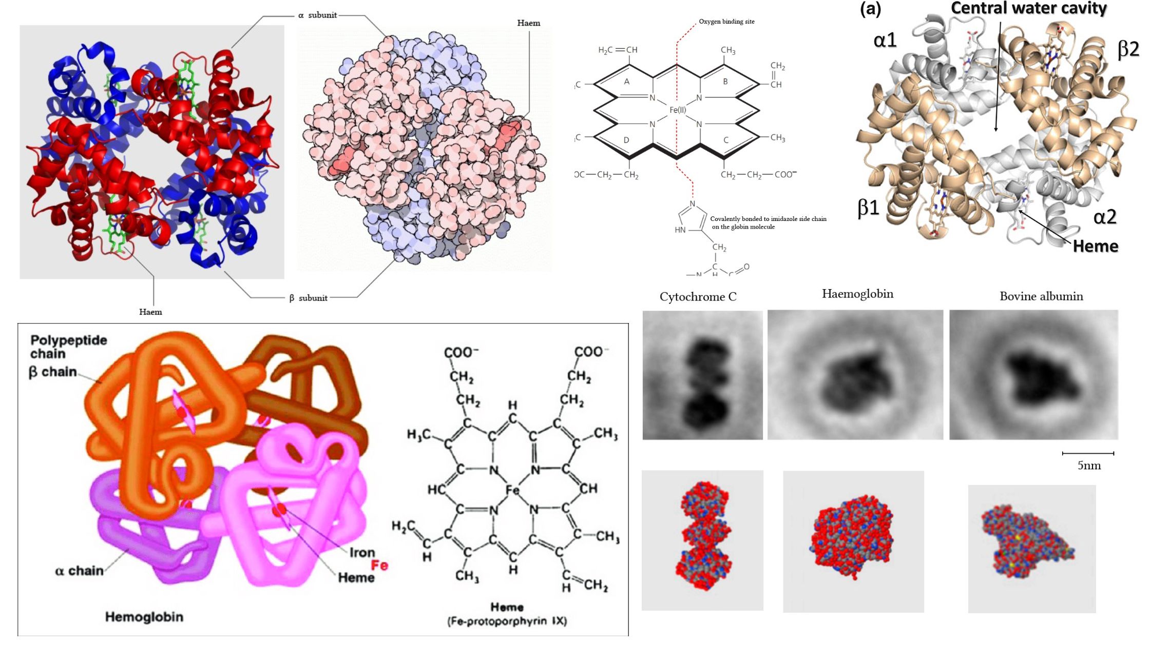 Structure Of Hemoglobin