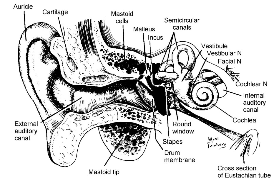 Physiology of hearing Ear Structure, Functions Biology Notes Online