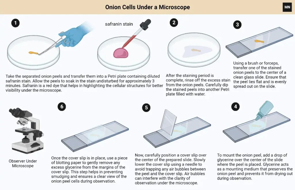 Onion Cells Under a Microscope Biology Notes Online