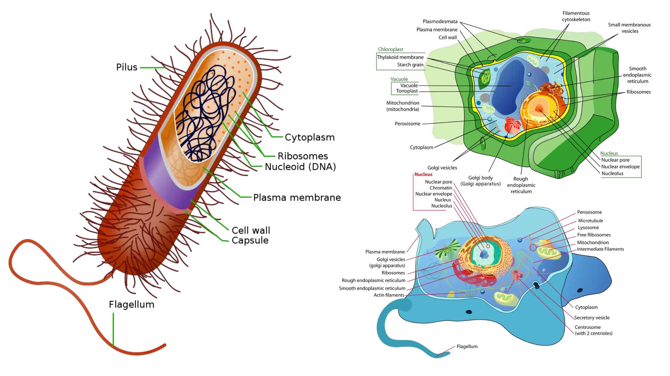 Cell Biology Microbiology Notes