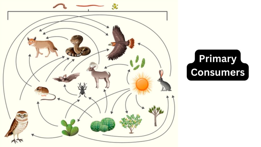 Primary Consumers Definition, Importance, Examples Biology Notes Online