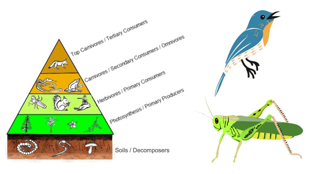 Secondary Consumers Definition, Types, Functions, Examples Biology