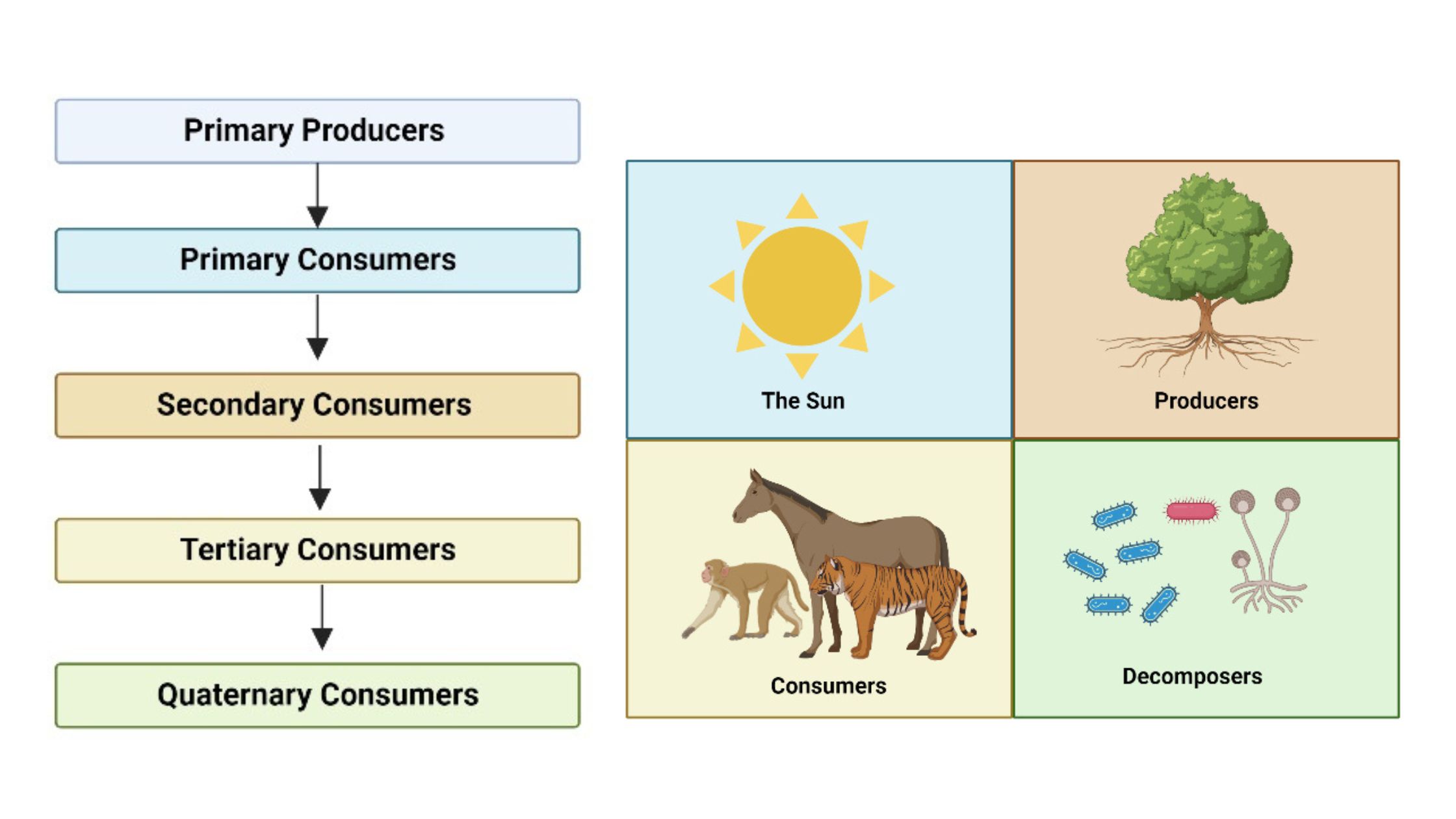 Quaternary Consumers