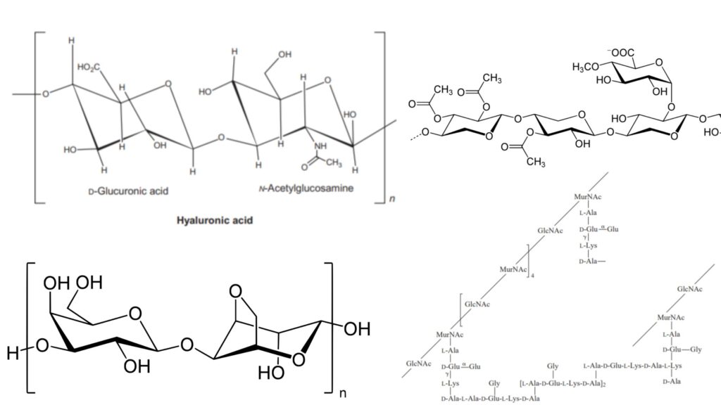 Polysaccharide Definition, Types, Structure, Functions, Examples