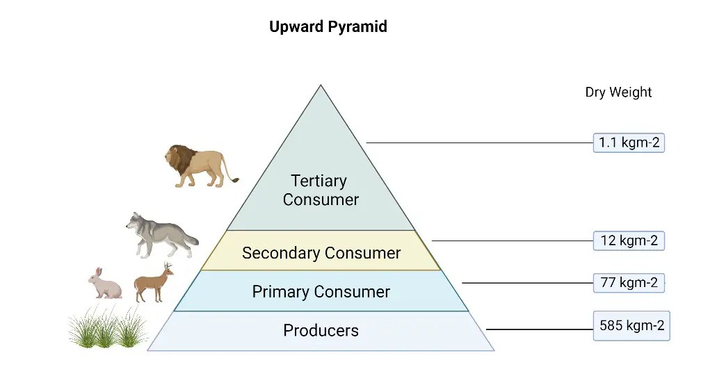 Desert Ecosystem Food Pyramid