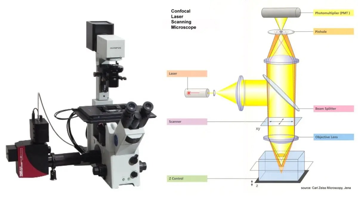 Confocal Microscope Principle, Uses, Parts, Advantages, and