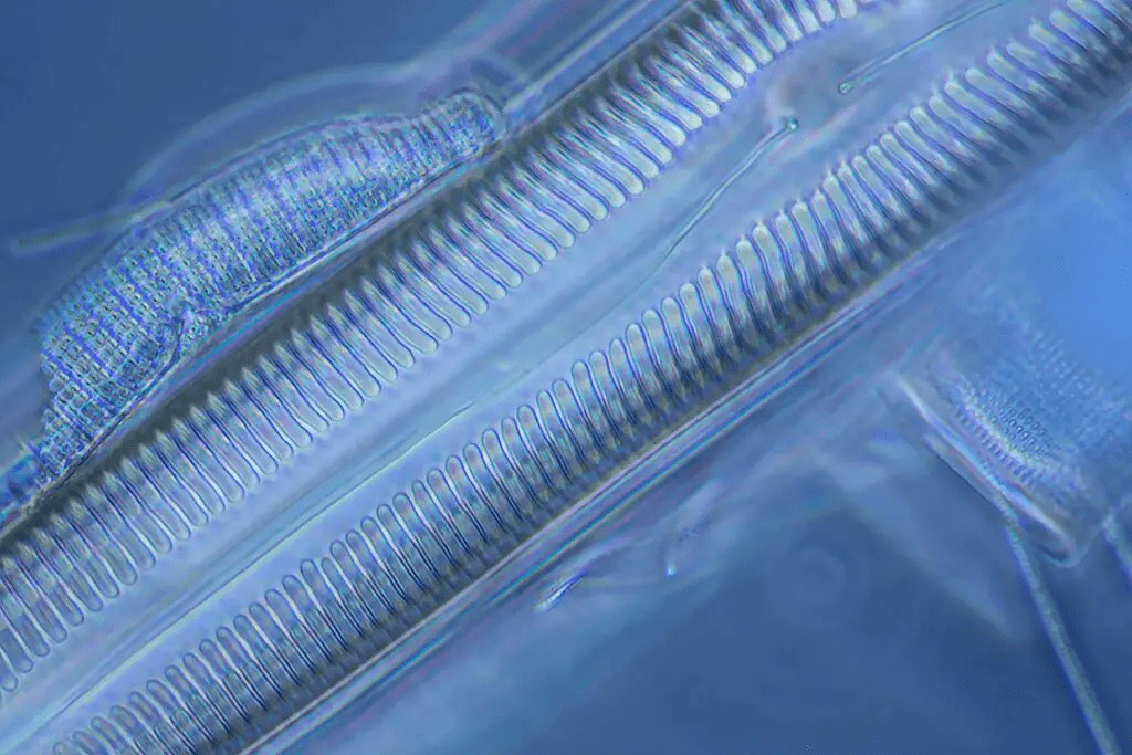 Electron Microscope Principle, Types, Parts, Application, Diagram