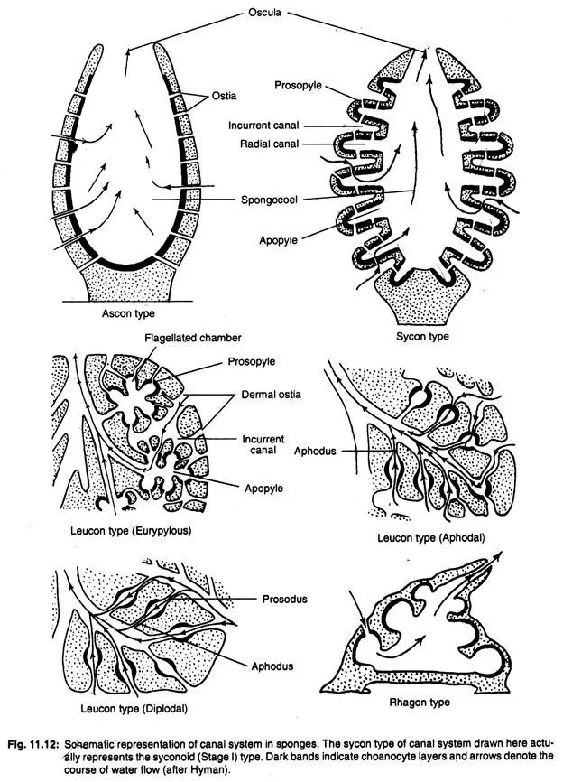 Canal System in Sponge Definition, Types, Structures, Mechanisms