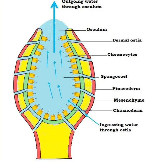 Canal System in Sponge Definition, Types, Structures, Mechanisms