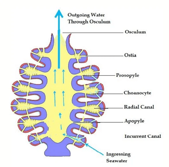 Canal System in Sponge Definition, Types, Structures, Mechanisms