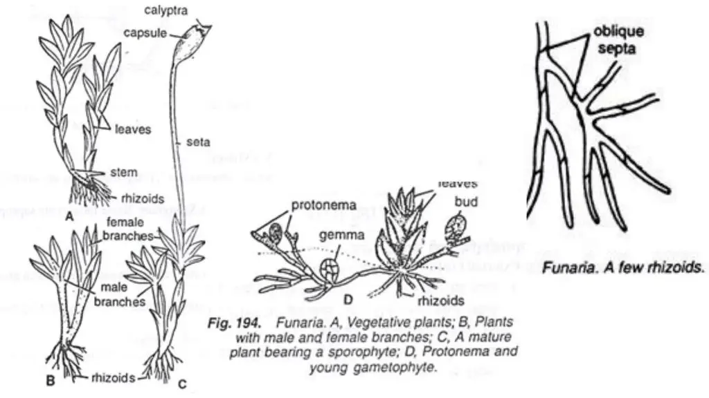 Funaria Structure, Characteristics, Reproduction Biology Notes Online