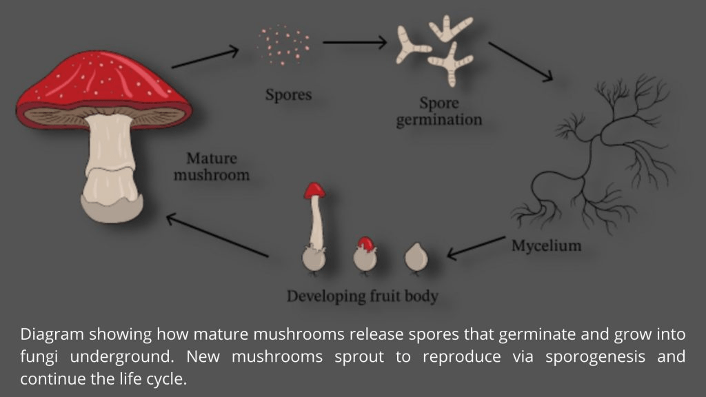 Asexual Reproduction in bacteria Definition, Types, Advantages