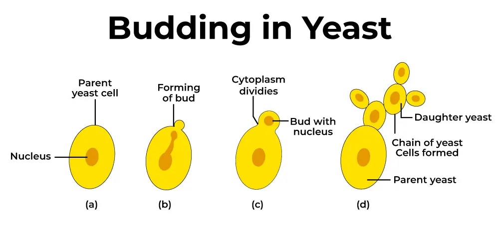 Budding - Definition, Process, Advantages, Disadvantages - Biology