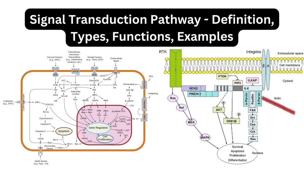 Signal Transduction Pathway Definition, Types, Functions, Examples