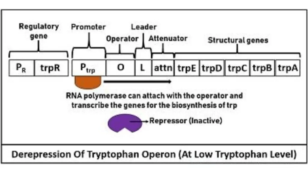 Tryptophan (Trp) Operon Repressible operon Biology Notes Online