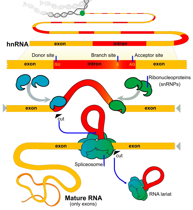 Exon Definition, Types, Structure, Functions Biology Notes Online