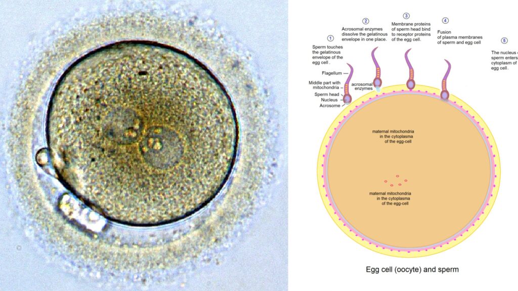 Zygote Definition, Formation, Development, Example Biology Notes Online