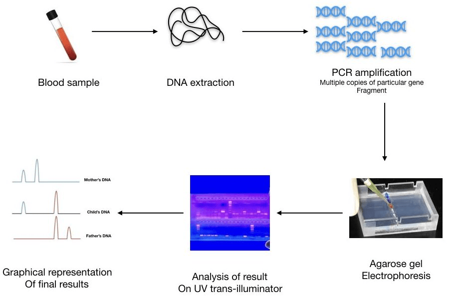 DNA Fingerprinting Definition, Steps, Methods, Applications Biology