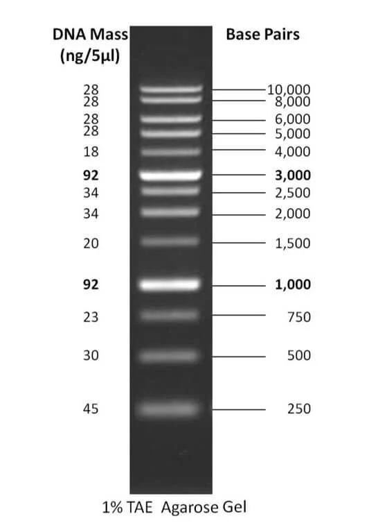 DNA Ladders Definition, Types, Uses Biology Notes Online