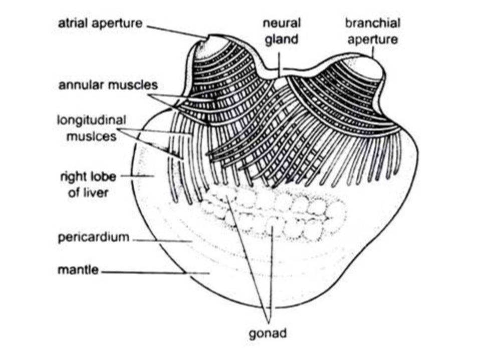 Herdmania - Characteristics, Anatomy (With Diagram), Nervous System