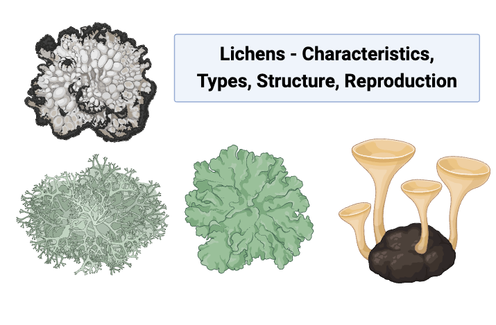 Fruticose Lichen Diagram