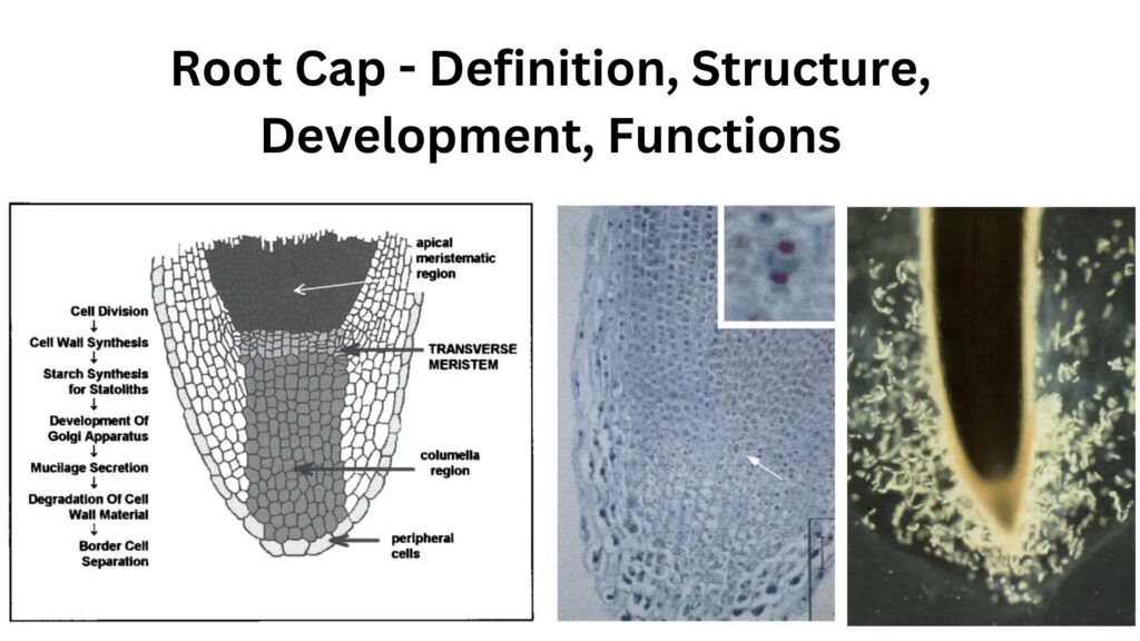 Root Cap Definition, Structure, Development, Functions Biology