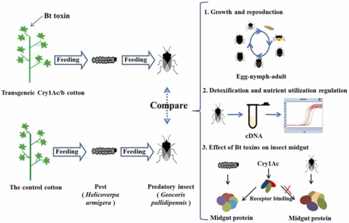 BT Cotton Definition, Features, Development, Advantages, Limitations