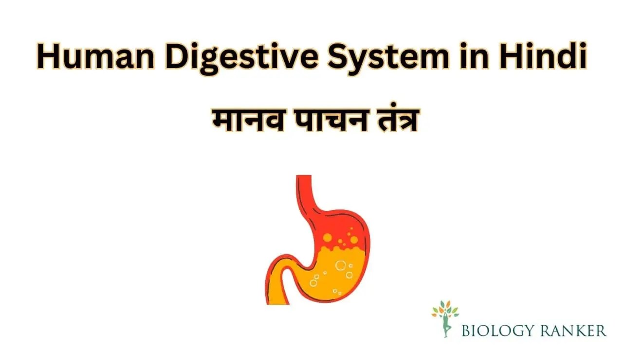 Human Digestive System in Hindi मानव पाचन तंत्र Explained