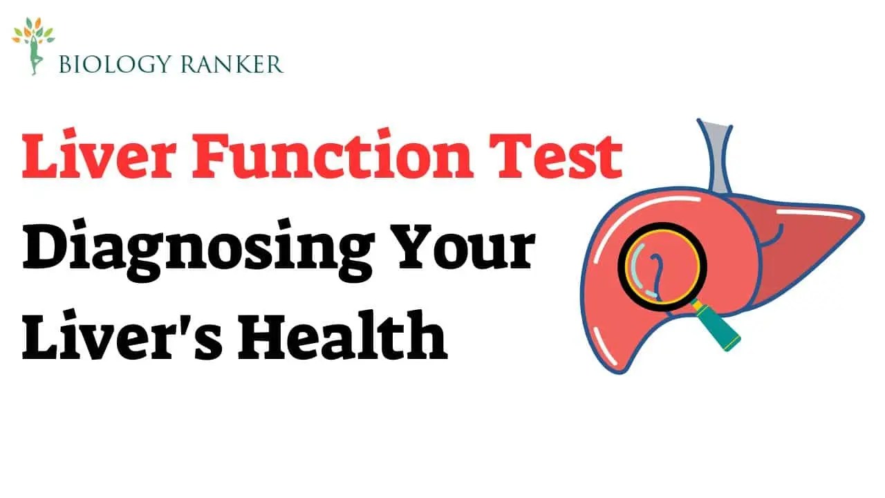 Liver Function Test Diagnosing Your Liver's Health