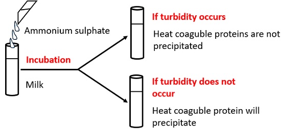 What is Spoilage of Milk? Sources, Involved & Microbial