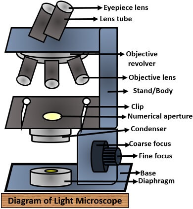Types Of Microscopes Comparison Chart - Ponasa