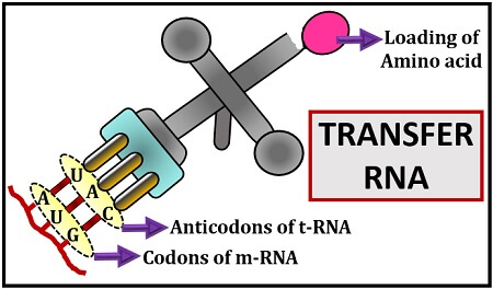 What Is Transfer Rna? Definition, Characteristics, Structure & Role - Biology Reader