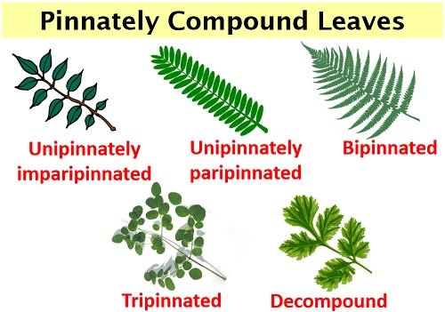 Difference Between Simple and Compound Leaves (with Comparison Chart