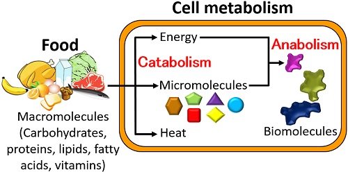 Difference Between Anabolism And Catabolism (With Comparison Chart) - Biology Reader