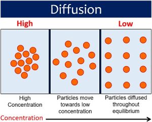 Examples of Diffusion in Daily Life (Diffusion experiment) - Biology Reader