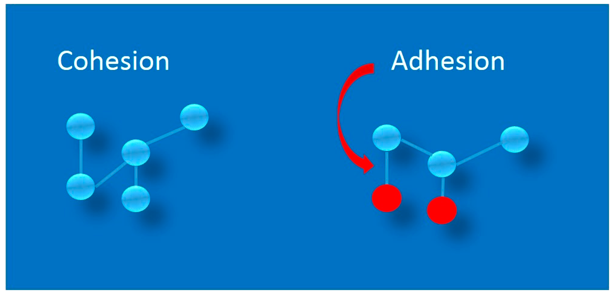 Adhesion Biology Simple
