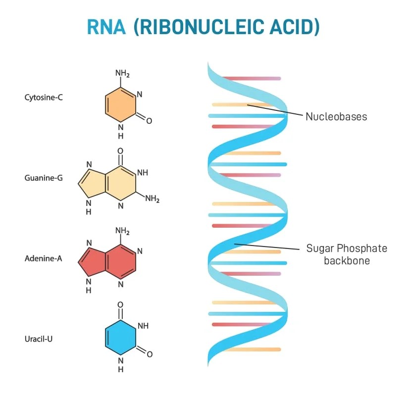 MCQ ON RNA class 12 for NEET Biologysir
