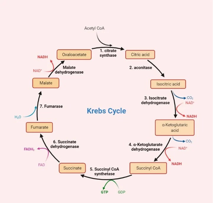 MCQ ON KREBS CYCLE class 12 for NEET Biologysir