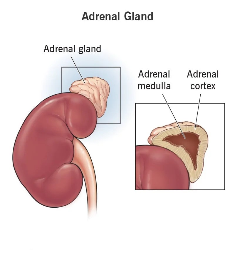 Medulla of adrenal gland secretes gesercosmic
