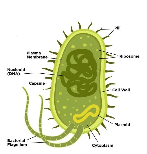 MCQ ON KINGDOM MONERA class 11 for NEET Biologysir