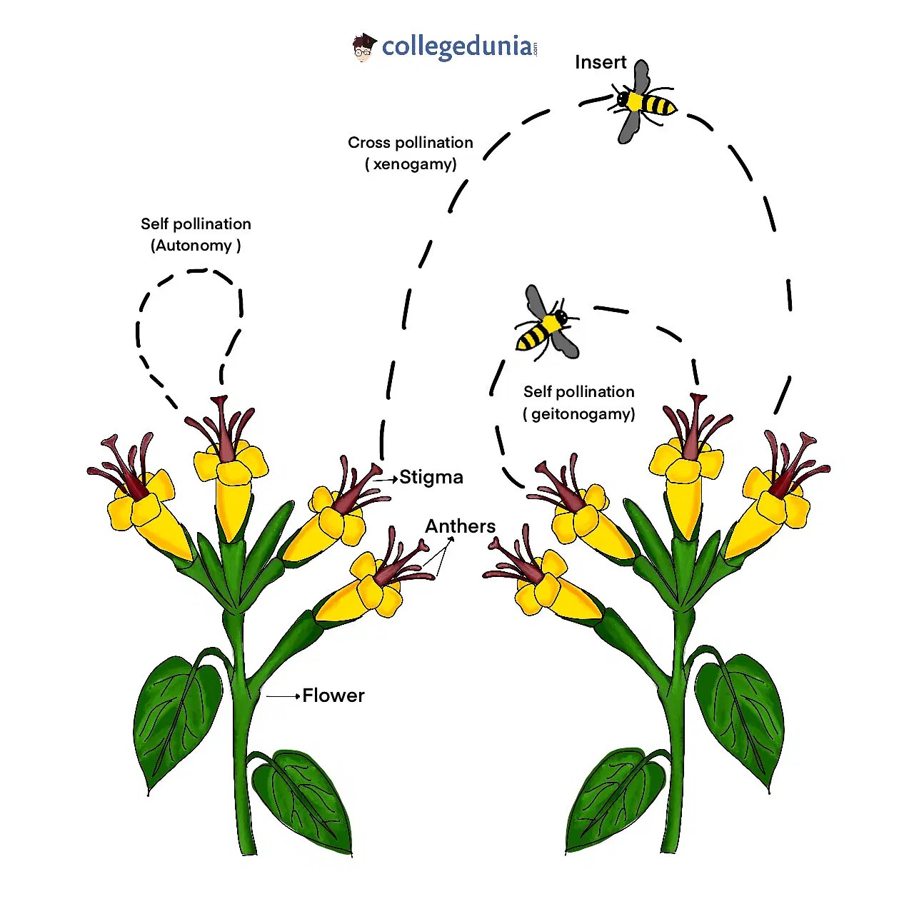 MCQ ON Self Pollination for NEET Biologysir