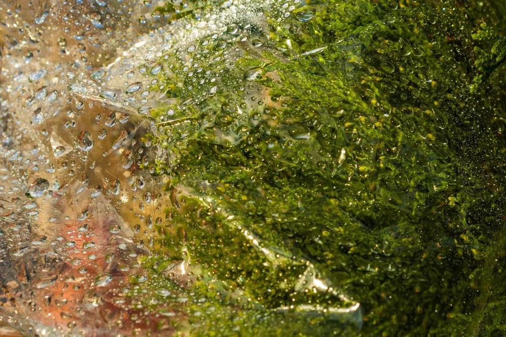 Classification of Chlorophyceae (Green Algae) » BIOLOGY TEACH