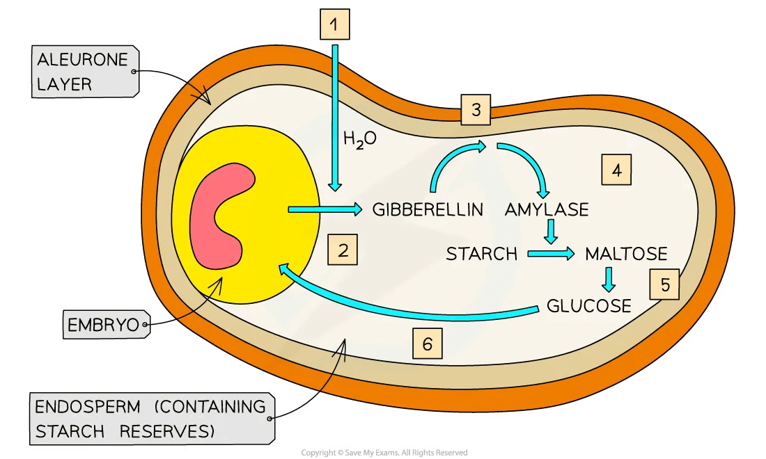 CytokininsBiosynthesis,Transport, Mechanism of action