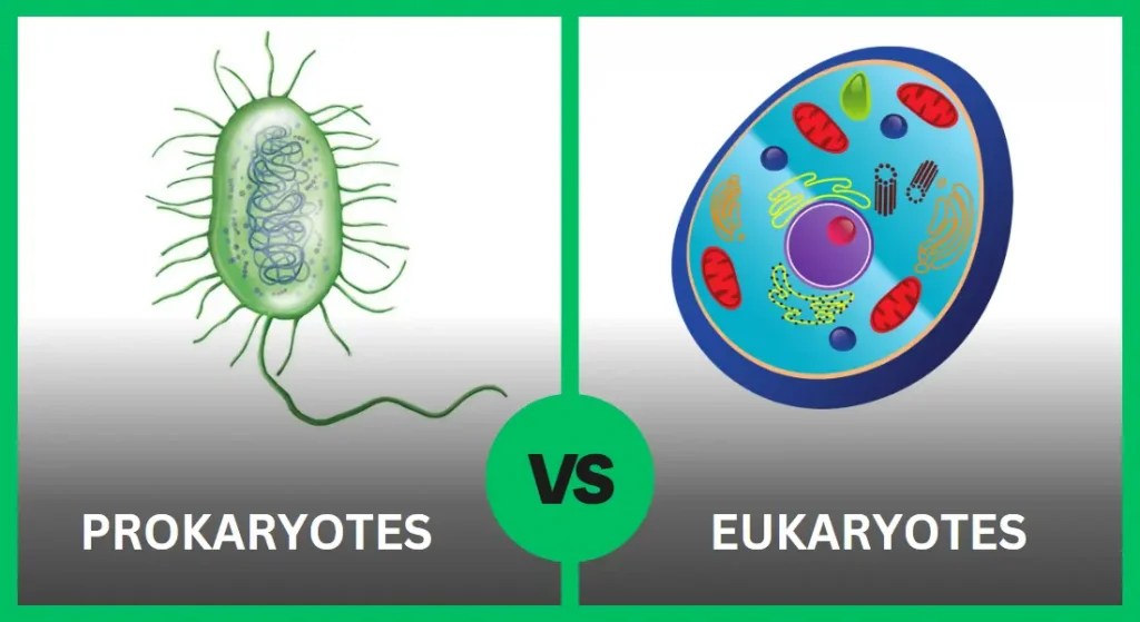 Prokaryotes vs Eukaryotes Key Differences and Similarities
