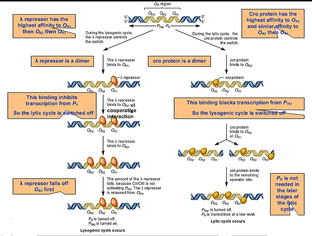 Control Of Gene Expression In Phages Lytic & Lysogenic Cycle