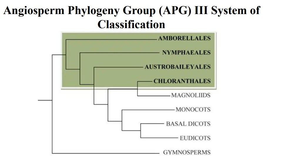 Recent Trends In The Classification Of Angiosperm Taxonomy