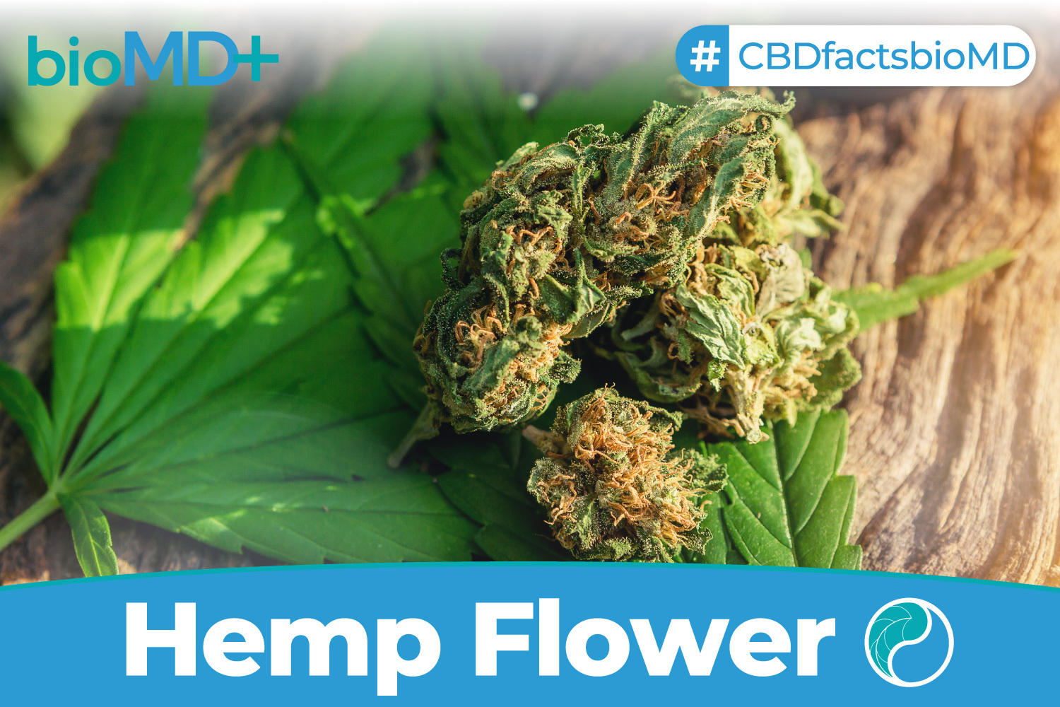 Hemp Flower for Sale Try Our Hemp CBD Flower It's Available Now!