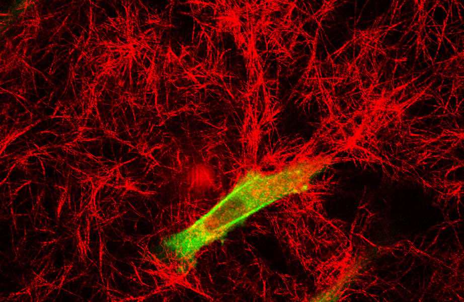 Cellular Biomechanics Laboratory, Texas A&M University